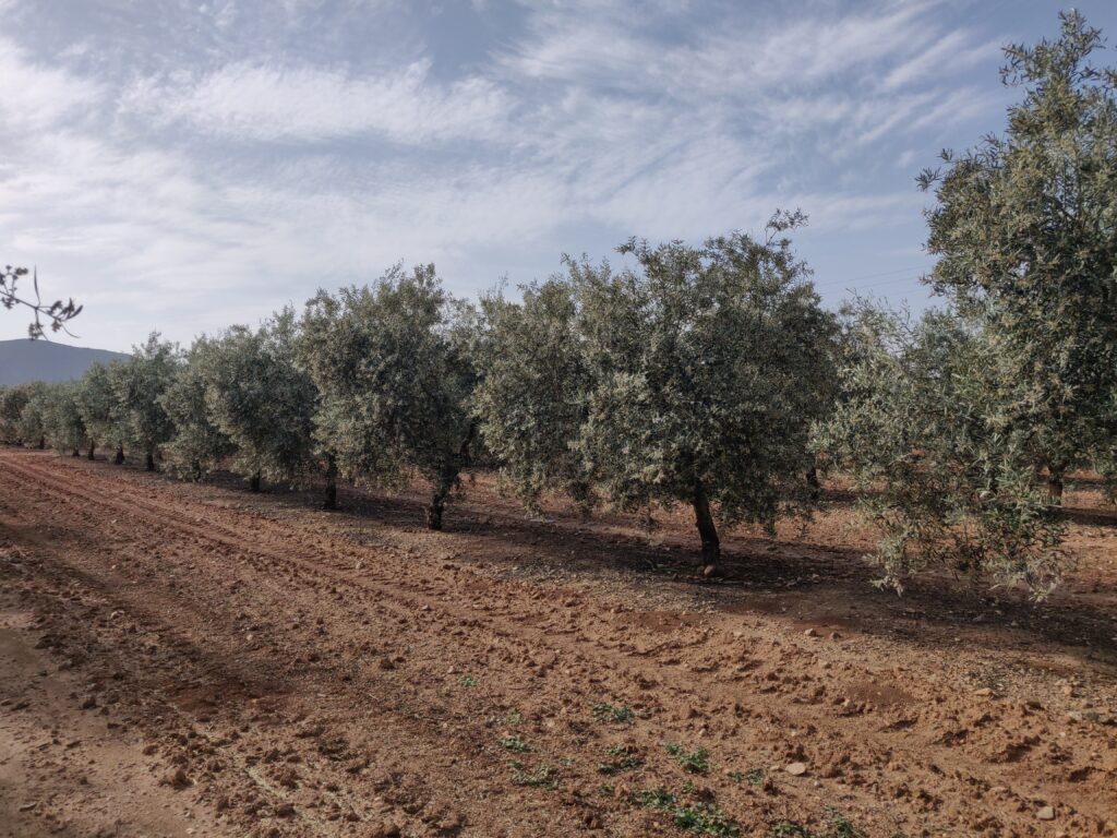 Supervivencia del olivar en una España cada vez más seca