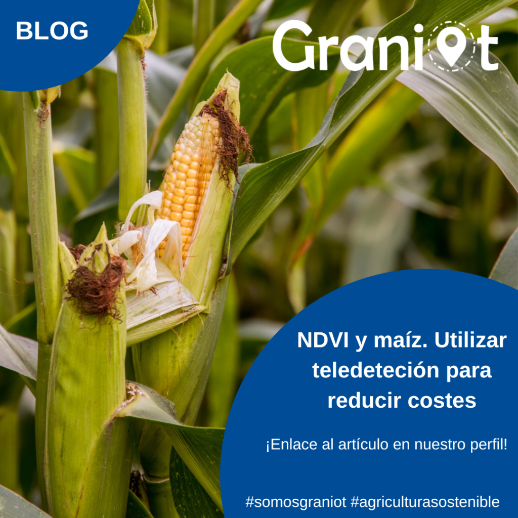NDVI y maíz. Utilizar teledeteción para reducir costes